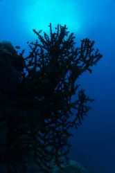Coral Silouette, GBR D-100 by Andy Lerner 
